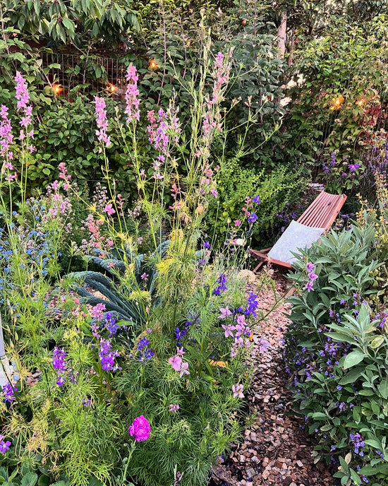 Top 5 Unique Perennial Flowers for a Cottage Garden – In Her Cottage Garden